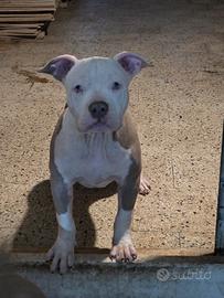 Maschio american bully pocket