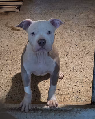 Maschio american bully pocket