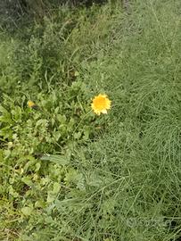 Lavoro come badante a Bologna