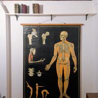 Antica tavola anatomica di Wilhelm Hagemann