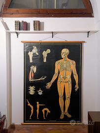 Antica tavola anatomica di Wilhelm Hagemann