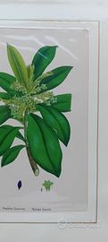6 stampe antiche originali di botanica rarissima 