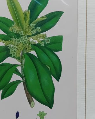 6 stampe antiche originali di botanica rarissima 