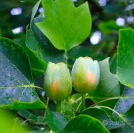 Semi Albero dei tulipani