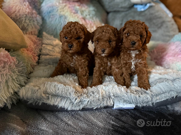 Cuccioli barboncino Toy Red