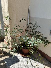 pianta di nandina