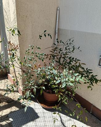 pianta di nandina