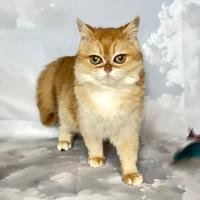 Gatto britannico femmina