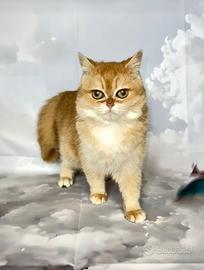 Gatto britannico femmina