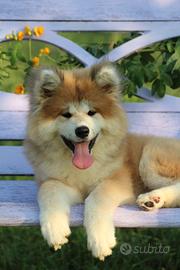 Cuccioli di Akita inu