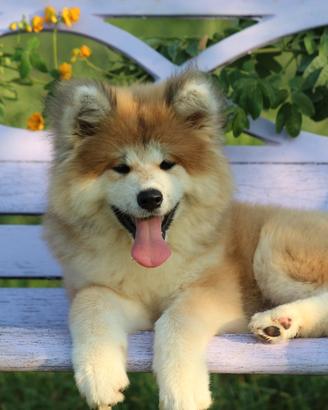Cuccioli di Akita inu