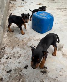Disponibili cuccioli di dobermann