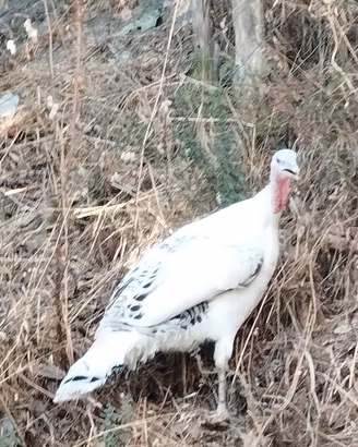 tacchina adulta 