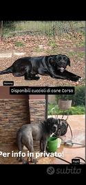 cuccioli di corso 