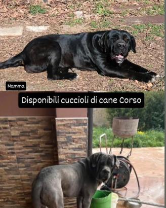 cuccioli di corso 