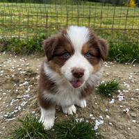 Cuccioli di pastore australiano