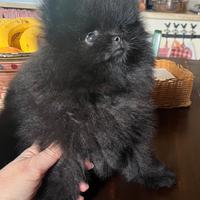 Spitz di Pomerania nero