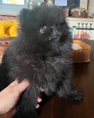 Spitz di Pomerania nero