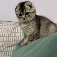 Gattino Scottish Fold