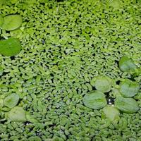 Pianta acquario Lemna Minor