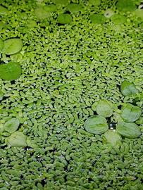 Pianta acquario Lemna Minor