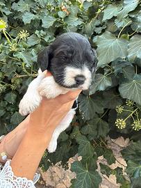 Cani da tartufo