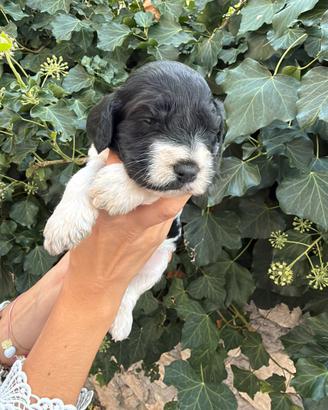 Cani da tartufo