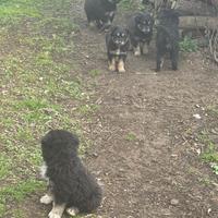 Lagorai maremmani maschi 4 mesi