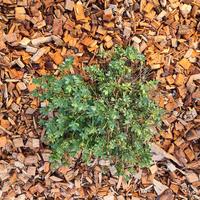 Corteccia vergine di legno duro per giardini