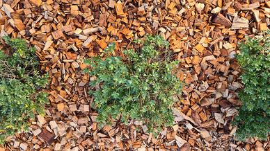 Corteccia vergine di legno duro per giardini