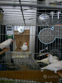 Diamantini mandarino