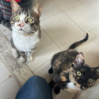 Tina e zoppo 1 anno e 1 anno e mezzo