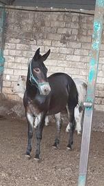 muletta
