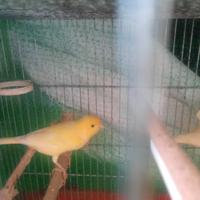Canarino giallo maschio