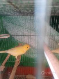 Canarino giallo maschio