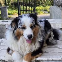 Cuccioli di pastore australiano con pedigree