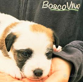 Cuccioli Jack Russell Allevamento BoscoVivo