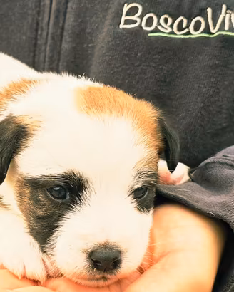Cuccioli Jack Russell Allevamento BoscoVivo