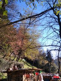 bosco,piante alberi da tagliare 