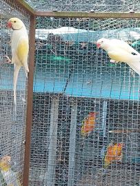 parrocchetti  dal collare 