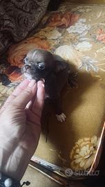 Delizioso cucciolo di chihuahua