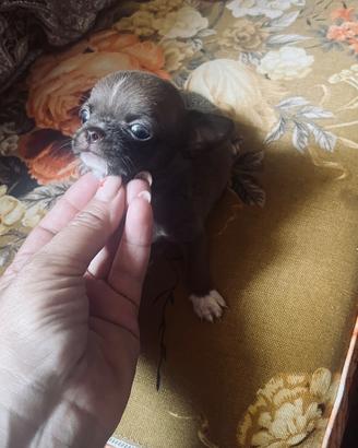 Delizioso cucciolo di chihuahua