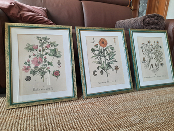 Quadri piante perfetti. Nuovi