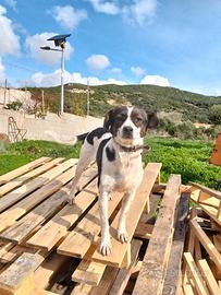 Omaggio