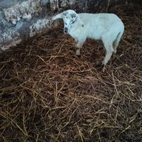 Ariete razza altamurana