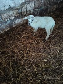 Ariete razza altamurana