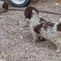 Lagotto romagnolo cane da tartufo