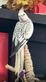 Calopsite domestiche