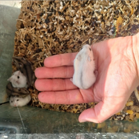 Baby criceti russi