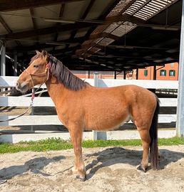 Pony castrone